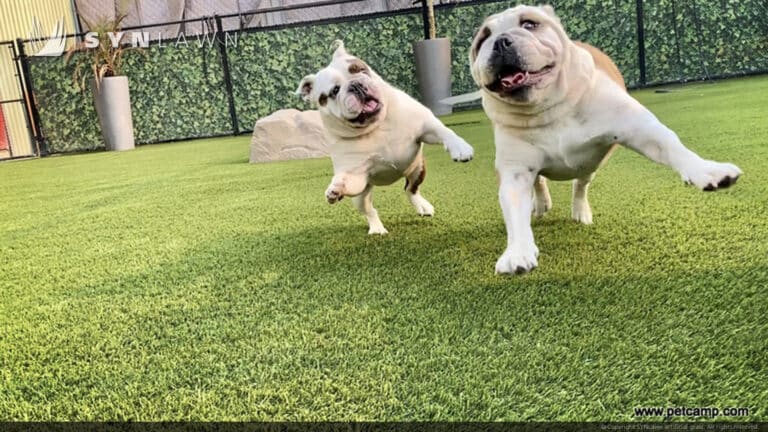 SYNLawn Idaho pets camp dogs playing doggy day care facility