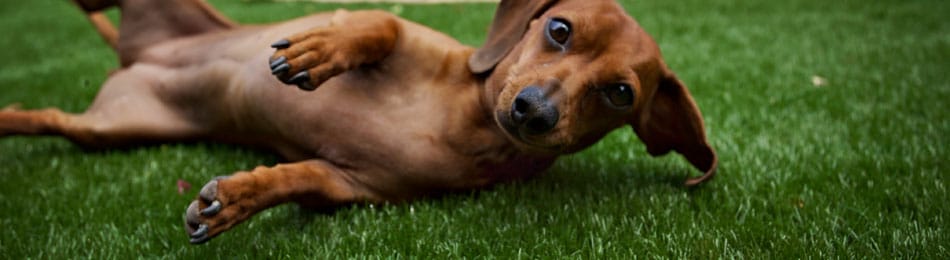 Dog enjoying SYNLawn Idaho pet turf