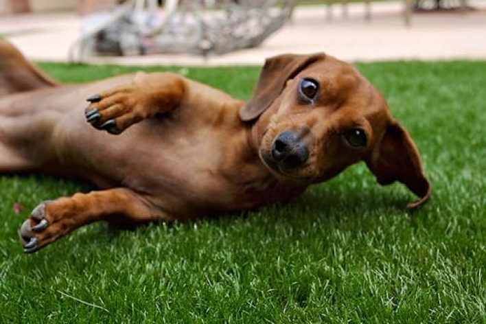 image of small dog on synlawn artificial grass for pets